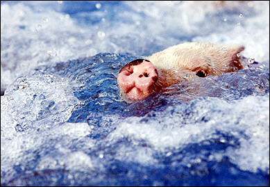 Swimming pig Swimming pig